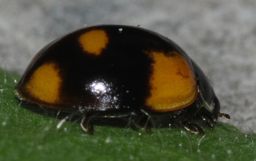 Coccinella 3 - Adalia bipunctata